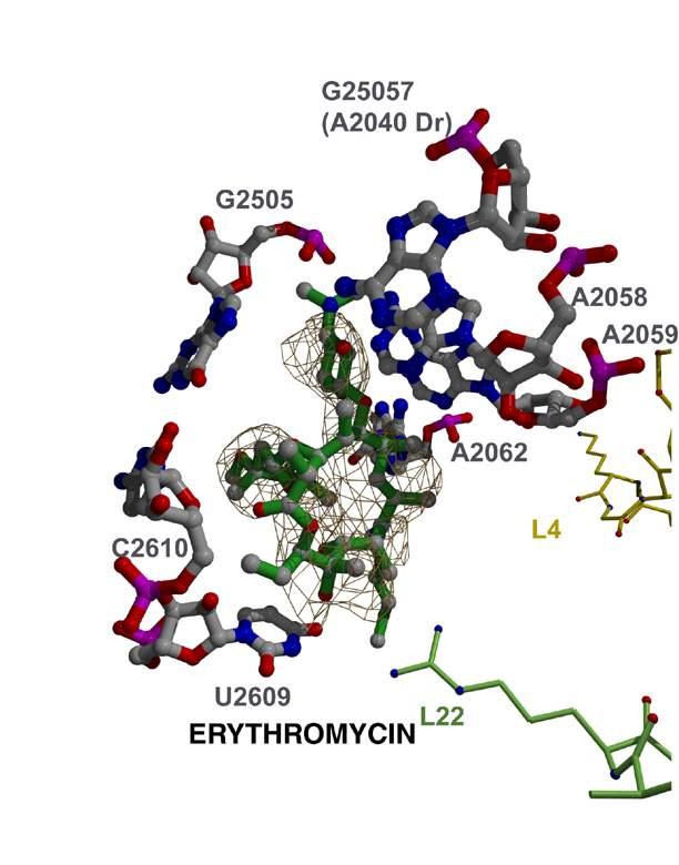 Exploiting rrna enzymatic activity Erythromycin binds directly to the 50S ribosome Interacts exclusively with the 23S rrna!