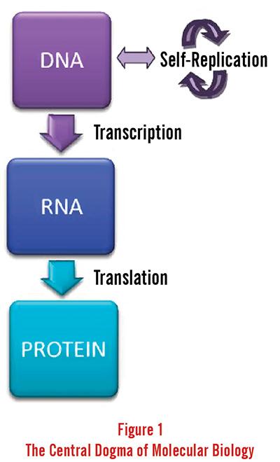 Module Workflow Phase I Objective Reconstitute an RNA SELEX library Central Dogma Skills 1.