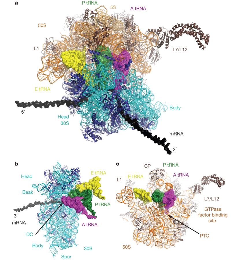 Structural Ribosomal RNA functions Organize the protein components in the ribosome rrna serves as a scaffold for the associated protein components F.