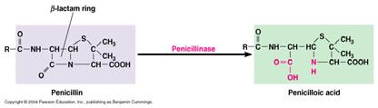 Antibiotics Inhibitors of Cell Wall Penicillin