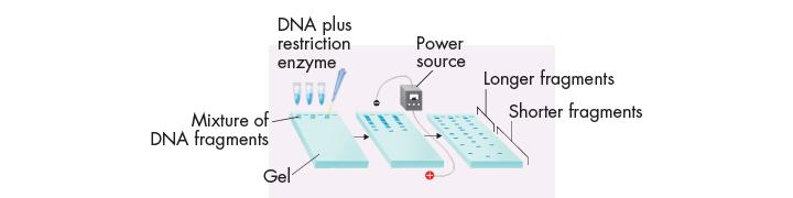electrophoresis which is a procedure used to separate and analyze DNA fragments at one end of a porous gel and applying an electric