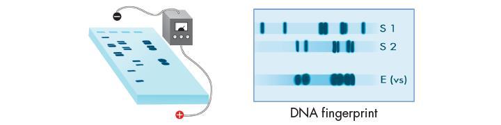 Here, one sample has 12 repeats between genes A and B, while the second has 9 repeats between the same genes.