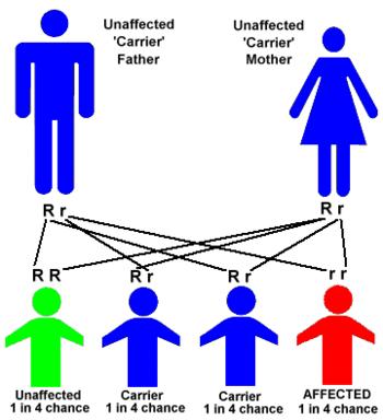 Autosomal Recessive Gene Disorder Autosomal Dominant Gene Disorders Achondroplasia form of dwarfism AA = dead; Aa = dwarf, aa =