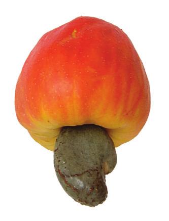 From the beginning, Cardolite products have been based on cashew nutshell liquid, a natural, and annually renewable biomaterial.