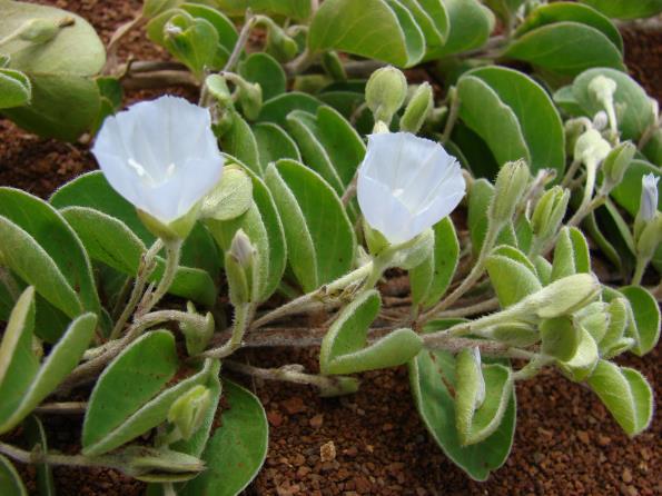effective in treating thrush. The purpose of this study was to screen leaf and stem extracts of J. ovalifolia for antimicrobial activity. Figure 1. J. ovalifolia as seen flowering courtesy of commons.