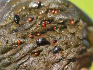 Dung beetles in the