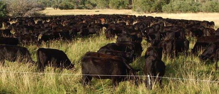 High density AMP grazing 200 cows drop 25