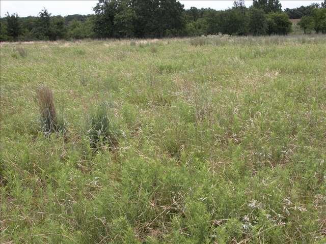 Restoration using Planned grazing Degraded rangeland 18 paddocks +