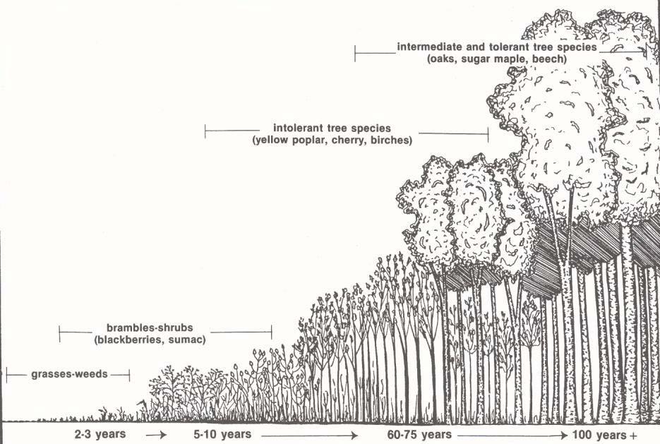 Forest succession is the progression of plant communities that