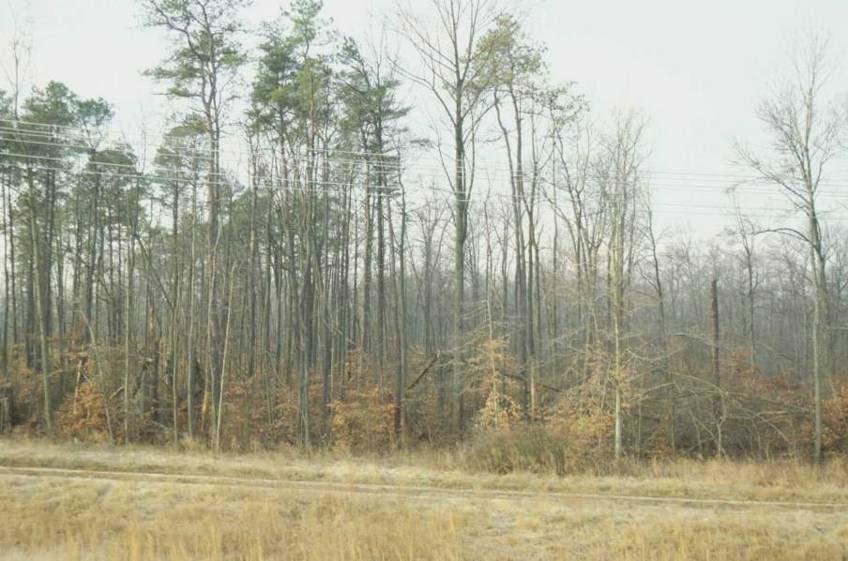 Example of an early successional Virginia pine forest that is dying.