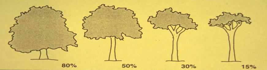 Live crown ratio (LCR) is the ratio of the foliage canopy to