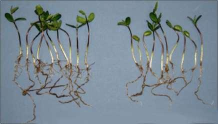 PPST 2030 Biological Components PPST 2030 amplifies the traditional plant growth process Microbials multiply in the area around the soybean seed at germination.