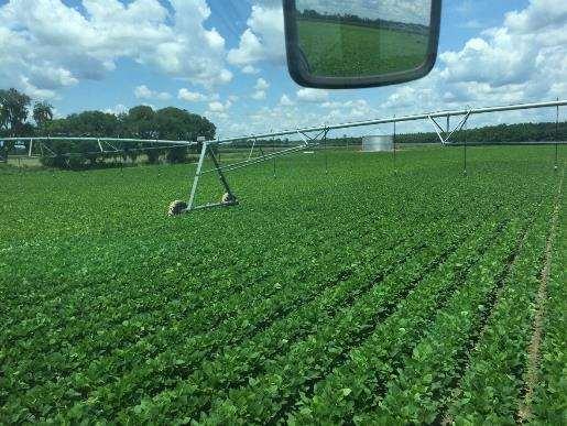 Soybean Situation Southeast High yields needed for irrigated soybeans to compete with other crops MG 5-8 varieties are