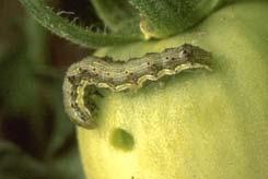 Common pests to cotton and