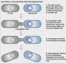 How Bacteria Acquire New Genetic Information, cont. Conjugation Involves a specialized type of pilus called a sex pilus.