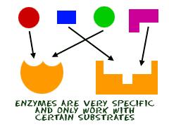 Metabolic Enzymes Biologic Catalysts, cont. Enzymes are specific, they only catalyze one particular chemical reaction.