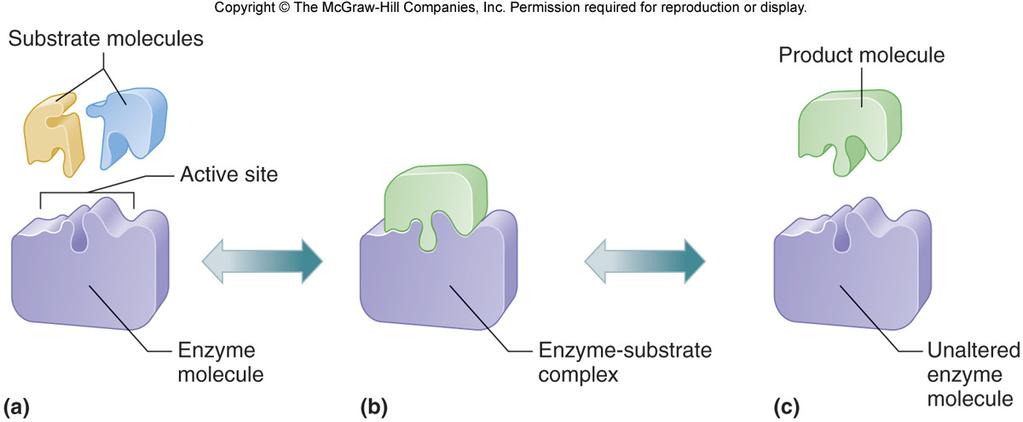 Enzyme Action 1. Enzymes are complex proteins that function as catalysts 2.