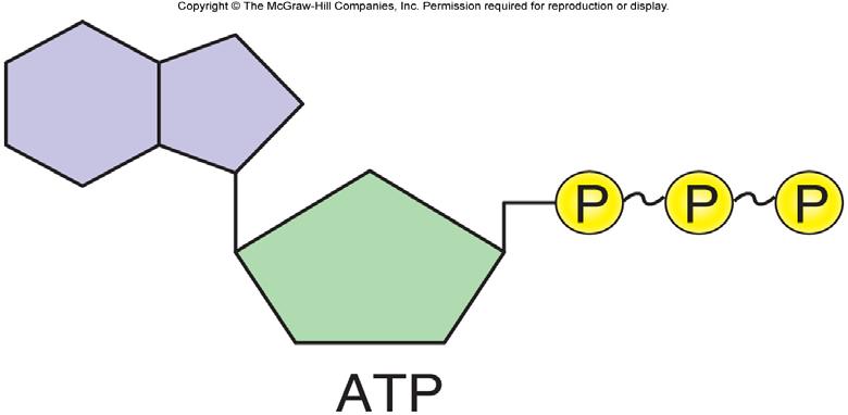 D. ATP Molecules 1.