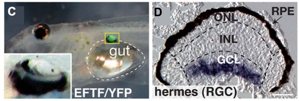 Genes 2010, 1 422 Figure 3. In vitro induction of functional eyes from ACC. (A) ACC were dissected from blastula stage transgenic embryos constitutively expressing yellow fluorescent protein (YFP).