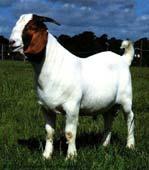 management than cattle Kiko Spanish Boer --Other meat goat