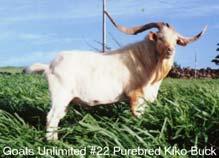 --Dairy-meat crosses --Pygmy --Dairy breeds (Alpine,