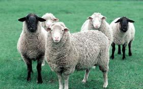 Toggenberg) --Fiber (Angora, Cashmere) --Wool breeds