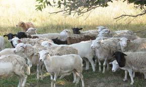 Use of Goats Affects Breed Selection Benefits of