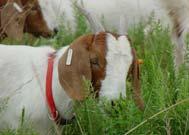 available & less expensive Consider co-species grazing to