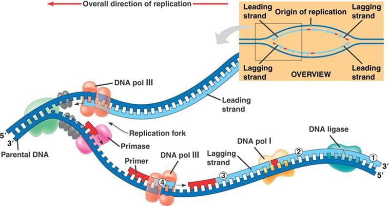 2. Elongation step Helicase DNA Gyrase (DNA Topoisomerase II) Primase RNA primer (5 --3 ) consist of 10-60 Ribonucleotide DNA polymerase III DNA
