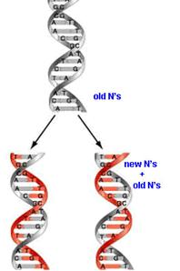 DNA template DNA replication How to keep the genetic information to next generation??? DNA replication 1.