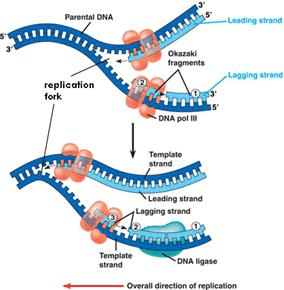 3. DNA replication proceeds in a 5 ----> 3 direction A new stand of DNA is always synthesis in the 5 ---> 3 direction.