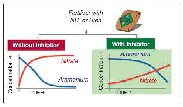 Enhanced Efficiency Fertilizers (EEF) Delays the nutrient availability for plant uptake for some period of time after application Stabilized