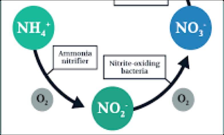 Key Transformations Formation of nitrate Ammonification is the formation of