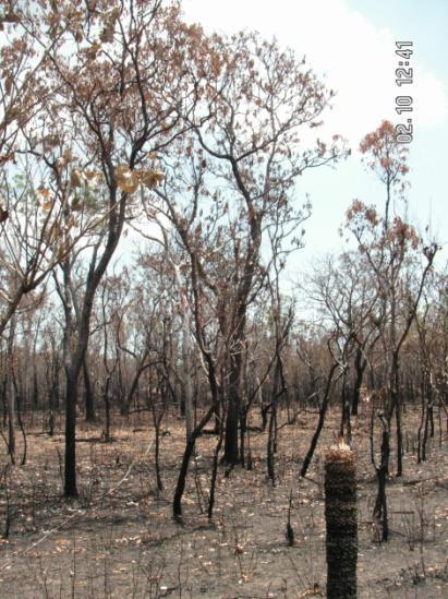 Simplified models of fire severity: tropical savanna woodland/open forest example Fire
