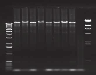 High quality and high molecular weight DNA Efficient amplification of ultralong genes M Donor 1-8 M A) M M 48.