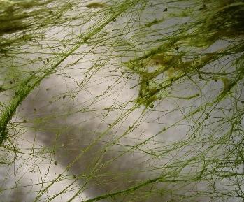 Pithophora: horsehair algae Coarse alga,