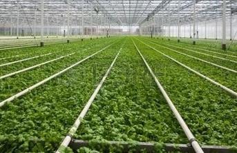 Commercial Green House plant production all year round The majority of the largest commercial glass houses in the world are heated by fuel oil boilers, Biomass boilers and heat