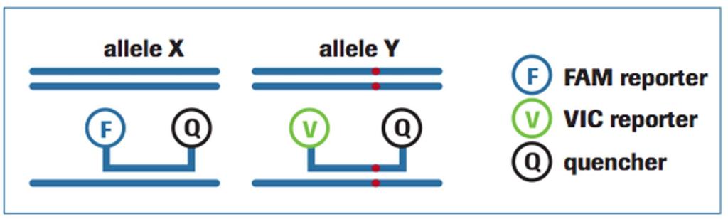 Detecting Known Variants FAM dye detects samples that are homozygous for allele X.