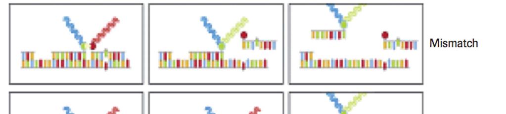 Advanced Method: Melting Curve Genotyping SNP variation is detected by binding sequence