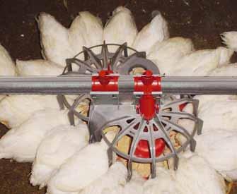 chickens, broiler parent stock, layer parent stock and turkeys)
