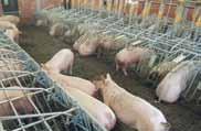 Core Markets We Serve Pig Production Systems Our Role in Protein