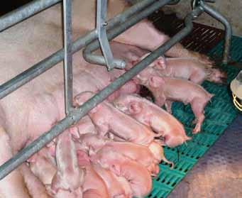 to provide a suitable system that meets the needs of sow and pig