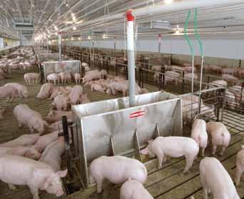 Pigs Pharmaceuticals Animal Husbandry PIG PRODUCTION CYCLE Feed Water