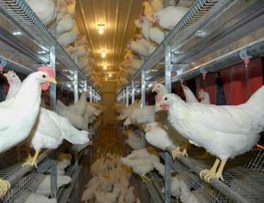 FOR: Broiler chickens, broiler breeders (parent stock), layer breeders (parent stock) and turkeys.