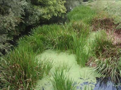Langford Brook upstream of Bicester, Summerstown Ditch, Gubbinshole Ditch and Tetchwick Brook have currently been prioritised for actions based on current evidence and the potential actions that