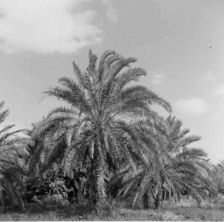 40 Evaporation and transpiration Plate 4.2 Date palm plantation in Bahrain.