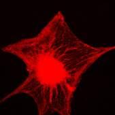 Cells from EPI- CSC Myelinating glia