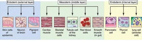 Stem cell potency pluripotent