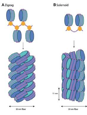 Histone tails may help attach