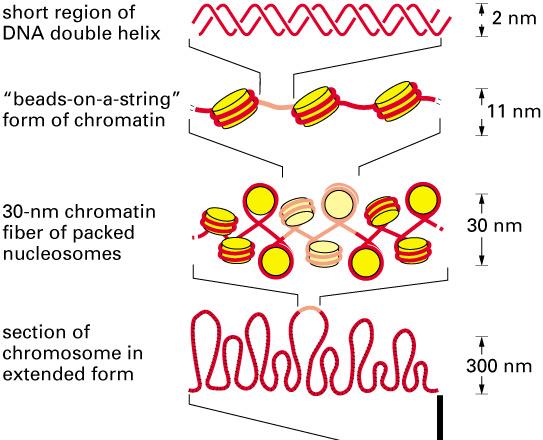 Chromatin Remodeling Works at Multiple Levels Histone H1 controls 30nm chromatin fiber organization Multiple isoforms of H1 and their abundance are important for